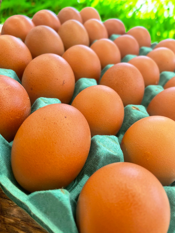 Medium Free Range Eggs - 120 eggs